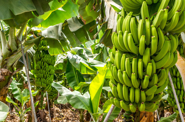REWE Matthias Härzschel, NEO, Leipzig, Blog, Banane, Sommer, gesunde Ernährung