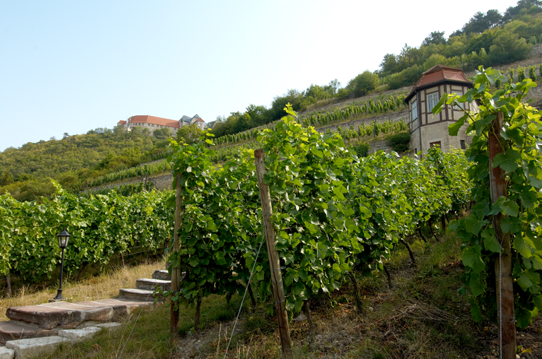 Steillagen der Winzervereinigung Freyburg-Unstrut