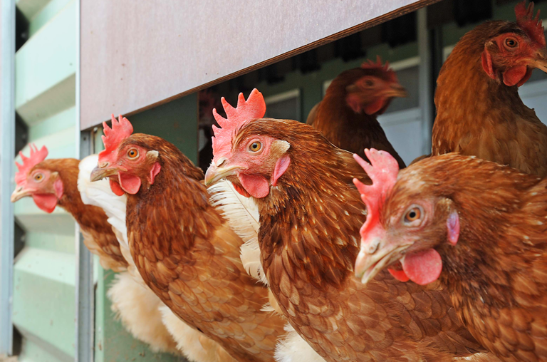 84500 Hennen legen täglich frische Eier