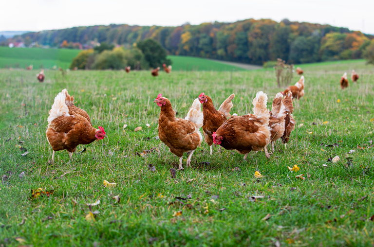 Beim Schönberger Geflügelhof Weber haben die Hühner viel Auslauf