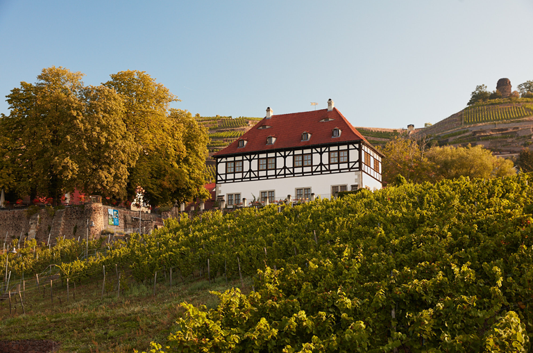 Weinberge vor dem Hoflößnitz